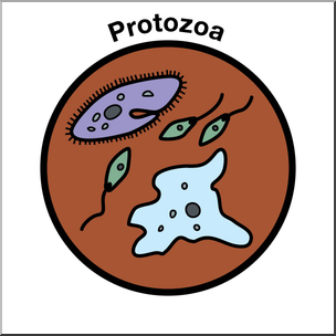 PROTOZOA